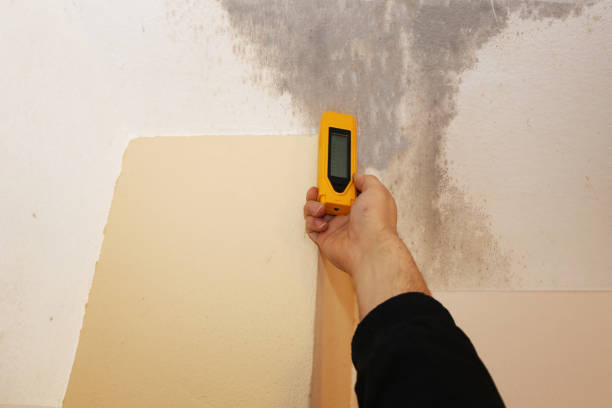 Best Emergency Mold Remediation  in Albany, CA