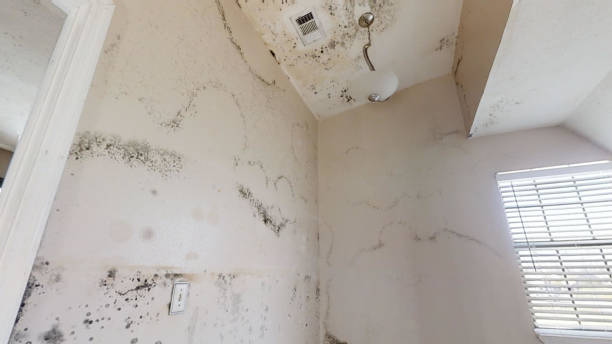 Mold Documentation for Insurance Claims in Albany, CA