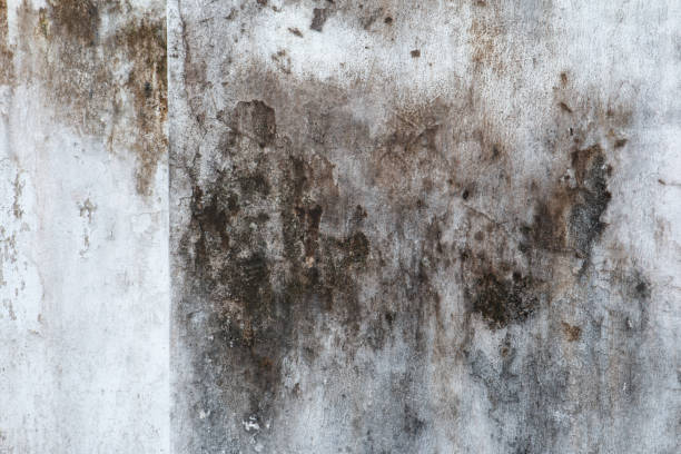 Mold Remediation for Rental Properties in Albany, CA