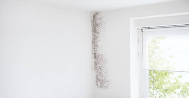 Best Crawl Space Mold Remediation  in Albany, CA