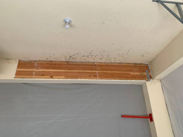 Best Basement Mold Removal  in Albany, CA